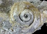 Crystal Filled Fossil Whelk - Rucks Pit, FL #69077-1